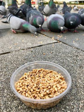 Besleme Birds ayçiçeği ile / çekirdek tohum Istanbul sokakları. / Türkiye. Geleneksel alışkanlıklar