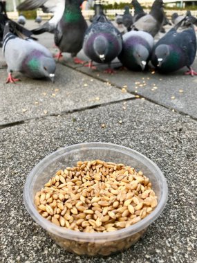 Besleme Birds ayçiçeği ile / çekirdek tohum Istanbul sokakları. / Türkiye. Geleneksel alışkanlıklar