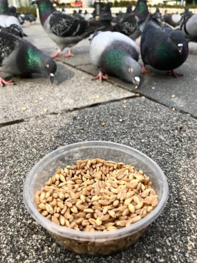 Besleme Birds ayçiçeği ile / çekirdek tohum Istanbul sokakları. / Türkiye. Geleneksel alışkanlıklar