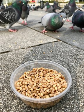 Besleme Birds ayçiçeği ile / çekirdek tohum Istanbul sokakları. / Türkiye. Geleneksel alışkanlıklar