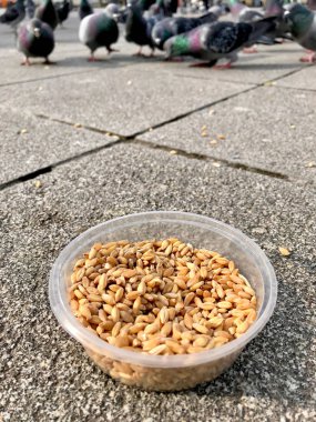 Besleme Birds ayçiçeği ile / çekirdek tohum Istanbul sokakları. / Türkiye. Geleneksel alışkanlıklar