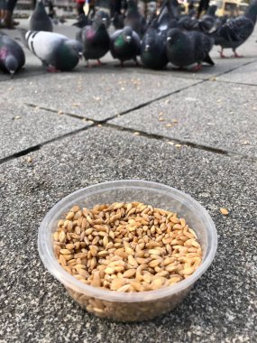 Besleme Birds ayçiçeği ile / çekirdek tohum Istanbul sokakları. / Türkiye. Geleneksel alışkanlıklar