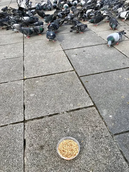 Fütterung Von Vögeln Mit Sonnenblumenkernen Den Straßen Von Istanbul Türkei — Stockfoto