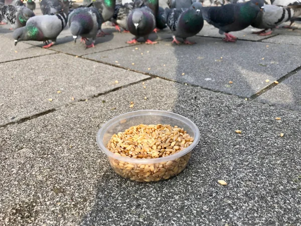 Alimentación Aves Con Semillas Girasol Kernel Las Calles Estambul Turquía — Foto de Stock