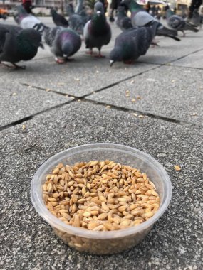 Besleme Birds ayçiçeği ile / çekirdek tohum Istanbul sokakları. / Türkiye. Geleneksel alışkanlıklar