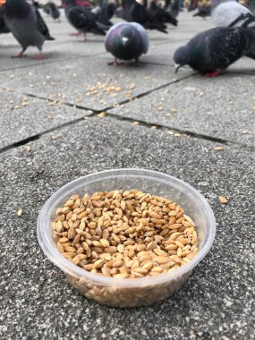 Besleme Birds ayçiçeği ile / çekirdek tohum Istanbul sokakları. / Türkiye. Geleneksel alışkanlıklar