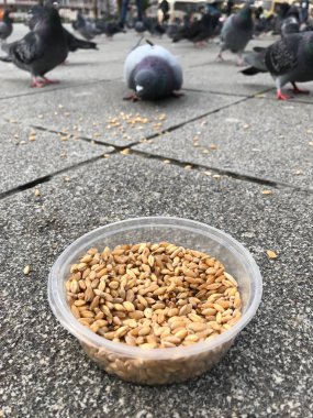 Besleme Birds ayçiçeği ile / çekirdek tohum Istanbul sokakları. / Türkiye. Geleneksel alışkanlıklar