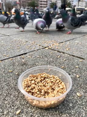 Besleme Birds ayçiçeği ile / çekirdek tohum Istanbul sokakları. / Türkiye. Geleneksel alışkanlıklar