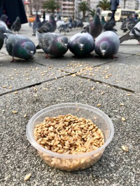 Besleme Birds ayçiçeği ile / çekirdek tohum Istanbul sokakları. / Türkiye. Geleneksel alışkanlıklar