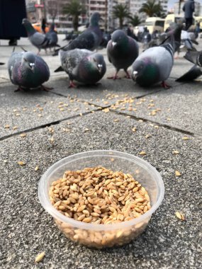Besleme Birds ayçiçeği ile / çekirdek tohum Istanbul sokakları. / Türkiye. Geleneksel alışkanlıklar