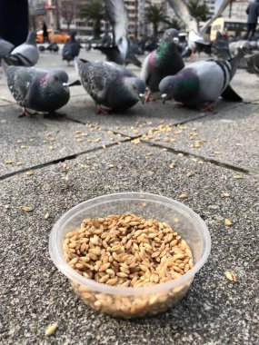 Besleme Birds ayçiçeği ile / çekirdek tohum Istanbul sokakları. / Türkiye. Geleneksel alışkanlıklar