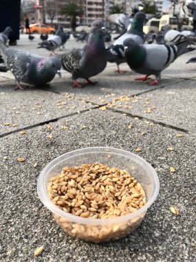 Besleme Birds ayçiçeği ile / çekirdek tohum Istanbul sokakları. / Türkiye. Geleneksel alışkanlıklar