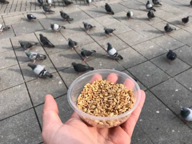 Besleme Birds ayçiçeği ile / çekirdek tohum Istanbul sokakları. / Türkiye. Geleneksel alışkanlıklar