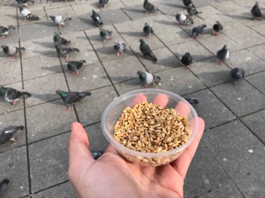 Besleme Birds ayçiçeği ile / çekirdek tohum Istanbul sokakları. / Türkiye. Geleneksel alışkanlıklar