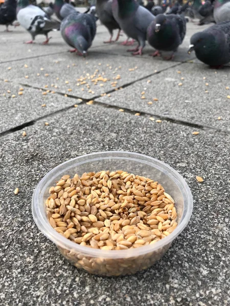 Alimentación Aves Con Semillas Girasol Kernel Las Calles Estambul Turquía — Foto de Stock