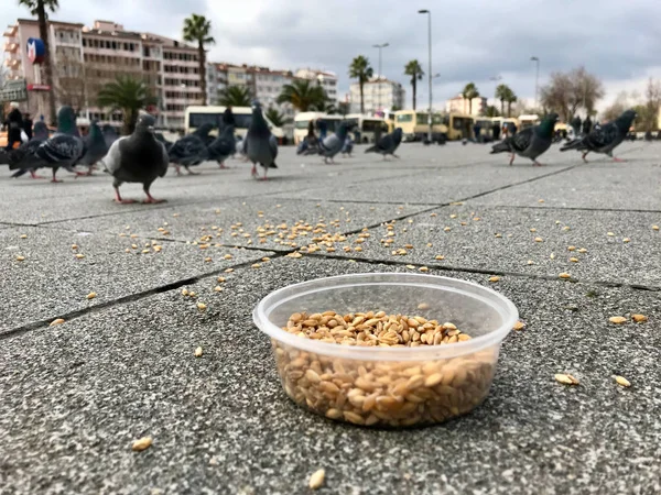 Feeding Birds Sunflower Kernel Seeds Istanbul Streets Turkey Traditional Habits — Stock Photo, Image