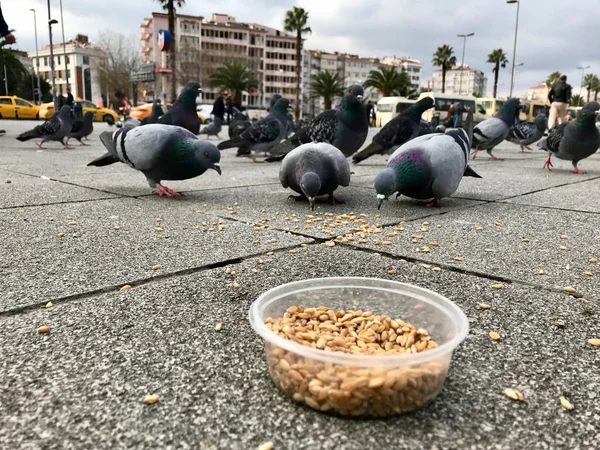 Fütterung Von Vögeln Mit Sonnenblumenkernen Den Straßen Von Istanbul Türkei — Stockfoto