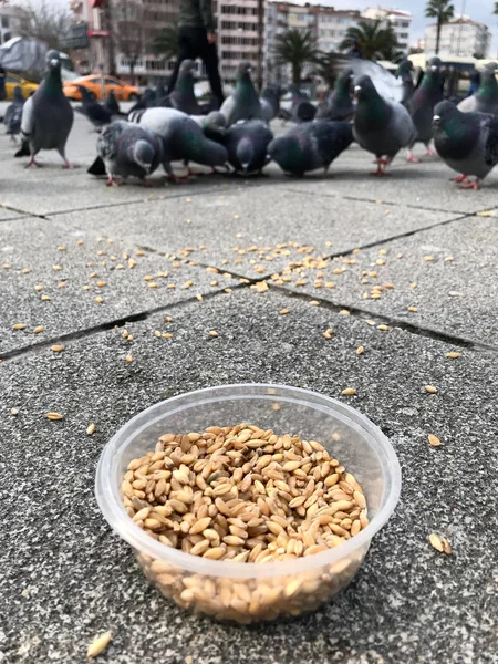 Fütterung Von Vögeln Mit Sonnenblumenkernen Den Straßen Von Istanbul Türkei — Stockfoto