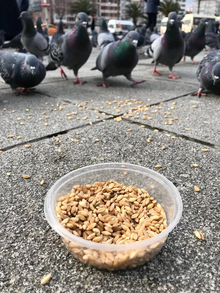 Alimentando Aves Com Sementes Girassol Kernel Nas Ruas Istambul Turquia — Fotografia de Stock