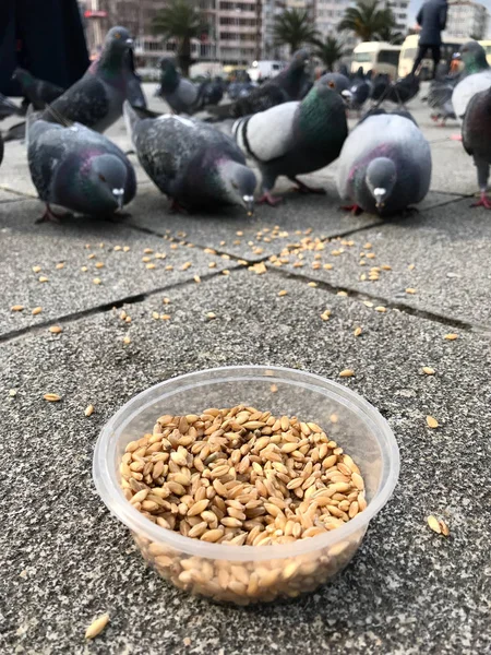 Fütterung Von Vögeln Mit Sonnenblumenkernen Den Straßen Von Istanbul Türkei — Stockfoto