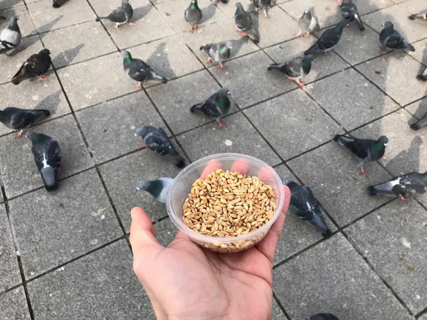 Besleme Birds Ayçiçeği Ile Çekirdek Tohum Istanbul Sokakları Türkiye Geleneksel — Stok fotoğraf
