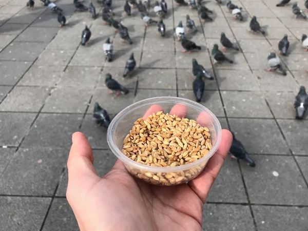 Alimentando Aves Com Sementes Girassol Kernel Nas Ruas Istambul Turquia — Fotografia de Stock