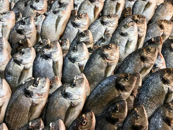 Pazar Bazaarı Istanbul Buzda Satılık Ham Dikiş Çipura Balık Organik — Stok fotoğraf