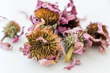 Bitkisel Çay Kurutulmuş Ekinezya Purpurea Kullanıma Hazır.