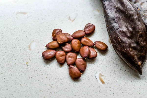 Carob Seeds and Pods Carats / Locust Beans Ready to Use. — Stok Foto