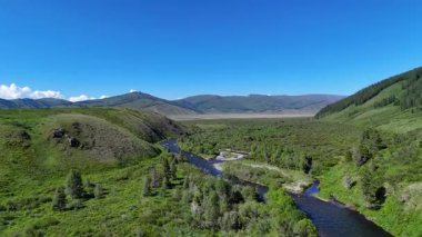 Doğu Kazakistan 'daki Eski Avusturya Yolu boyunca çam ağaçları ve yaz güneşinde bir dağ nehri olan yeşil tepelerin havadan 4k videosu.