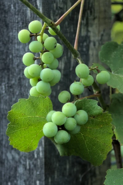Olgunlaşmamış Concord üzümleri bir direğin önündeki sarmaşıkta. Fotoğrafın rüya gibi bir havası var..