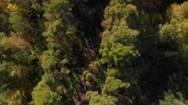 Sonbahar ormanının üzerinde uçarken