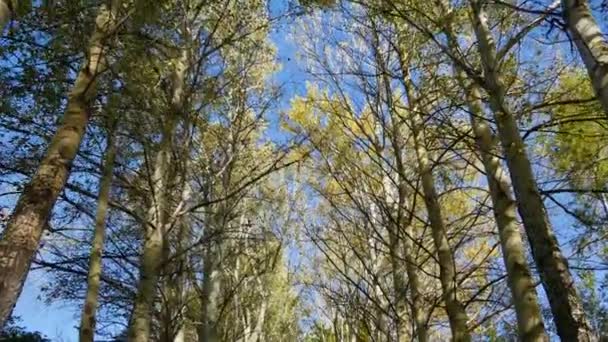 Φθινόπωρο ψηλά δέντρα κίτρινο και πράσινο μπλε ουρανό — Αρχείο Βίντεο