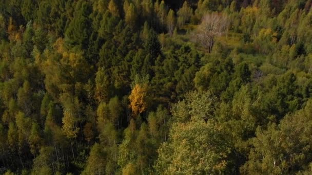 Çam ağaçları ve ağaç ormanı renkli sonbahar — Stok video