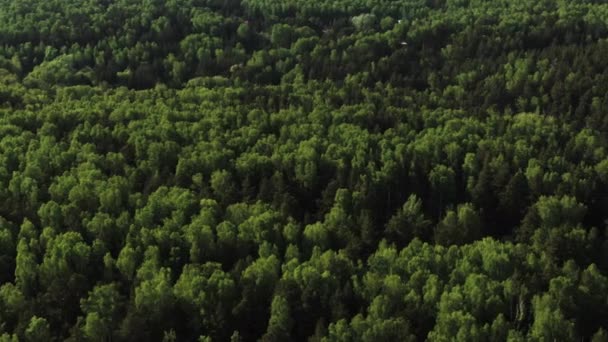 Вид з повітря на зелені дерева у великому лісі. Горизонтальна панорама лісу — стокове відео