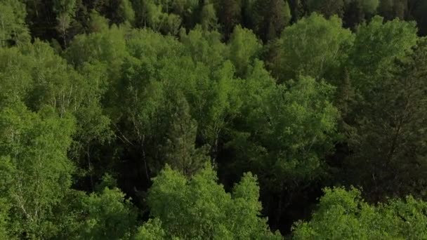 Volo a bassa quota sulle cime degli alberi verdi. Panorama sulla foresta verde. Spruzzi e betulle in una foresta mista — Video Stock