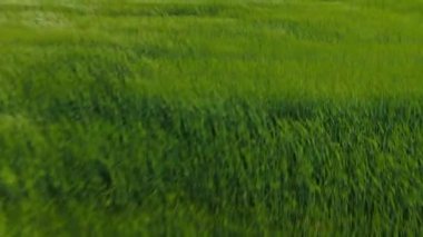 Yeşil bir alanda alçak mesafe. Rüzgarlı bir hava. Rüzgarda sallanan yeşil çimlerin üzerinde uçan bir hava..