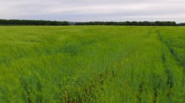 Rüzgarda sallanan yeşil çimlerin üzerinde hava manzarası. Mavi gökyüzü ile buğday ekmek için ekilmiş yeşil tarla
