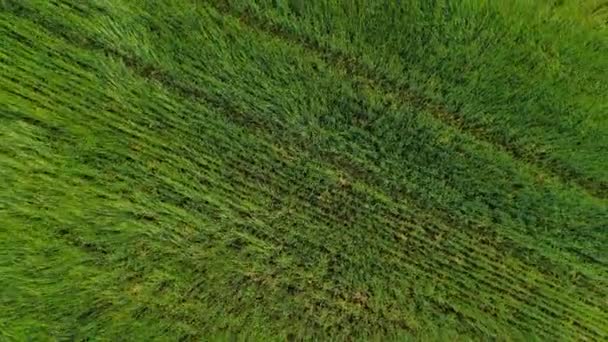 Αεροφωτογραφία από την πάνω γωνία, ένα πράσινο πεδίο με αυτιά καλαμποκιού αναπτύσσεται στον άνεμο. Ο άνεμος προσθέτει κίνηση στο γρασίδι — Αρχείο Βίντεο
