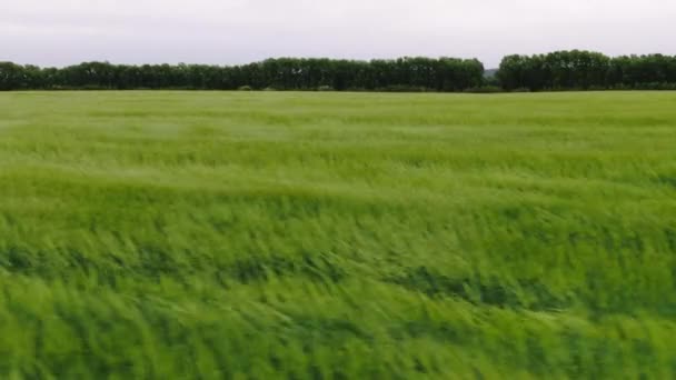 Alanın hava fotoğrafçılığı daha düşük bir açıdan. Rüzgar yeşil çimenleri geliştirir. Kamera rüzgara paralel hareket eder. — Stok video
