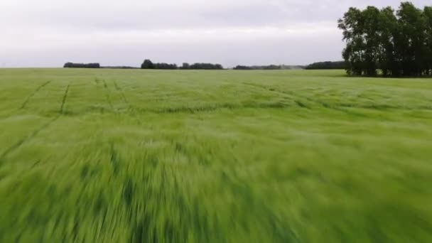 Légi fotózás. Gyors mozgás a zöld mezőn — Stock videók