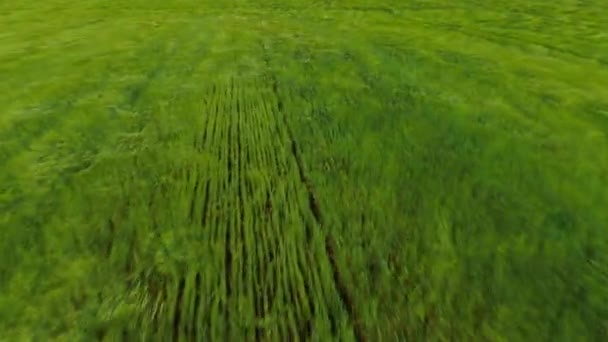 Légi nagy látószögű lövés. A kamera mozog és megáll egy nagy zöld mező felett.. — Stock videók