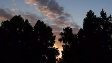 Güzel kırmızı bir günbatımının arka planında siyah ağaçlar. Ortalama hava boyutu ağaçları