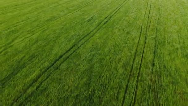 Αεροπλάνο ευρείας γωνίας. Γενικό σχέδιο ενός μεγάλου αγρού. Πράσινη βλάστηση — Αρχείο Βίντεο