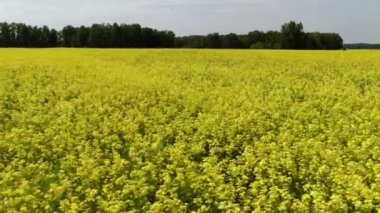 Büyük sarı bir çiçek tarlasının üzerinde uçuyor.
