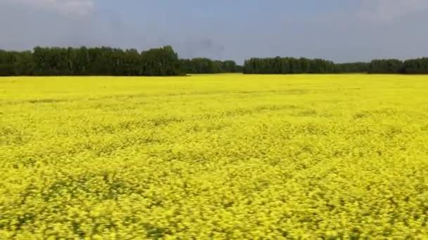 Ein großes Feld gelber Blumen. Horizontaler Schnellflug über das Feld. Luftaufnahmen in niedriger Höhe — Stockvideo