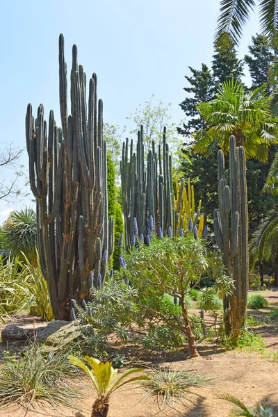 Cactus Parque Público Barcelona — Foto de Stock