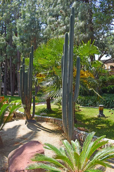 Cactus Nel Parco Pubblico Barcellona — Foto Stock