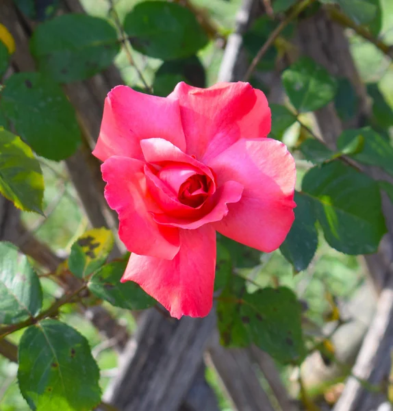 Rosas Parque Cervantes Barcelona — Foto de Stock