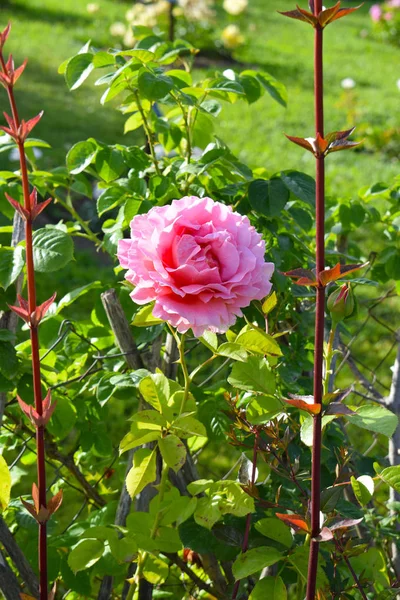 Rosas Parque Cervantes Barcelona — Foto de Stock